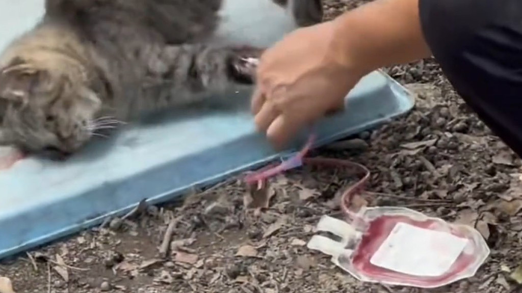 血猫产业链：网传流浪猫被抽血，有人高价卖宠物医院（图） - 1