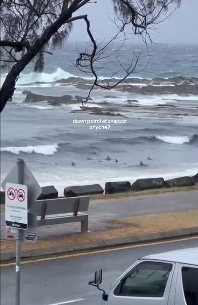 澳大利亚热门冲浪点现鲨鱼群，为追逐饵鱼疯狂觅食，纷纷逼近海岸致现场混乱（组图） - 1