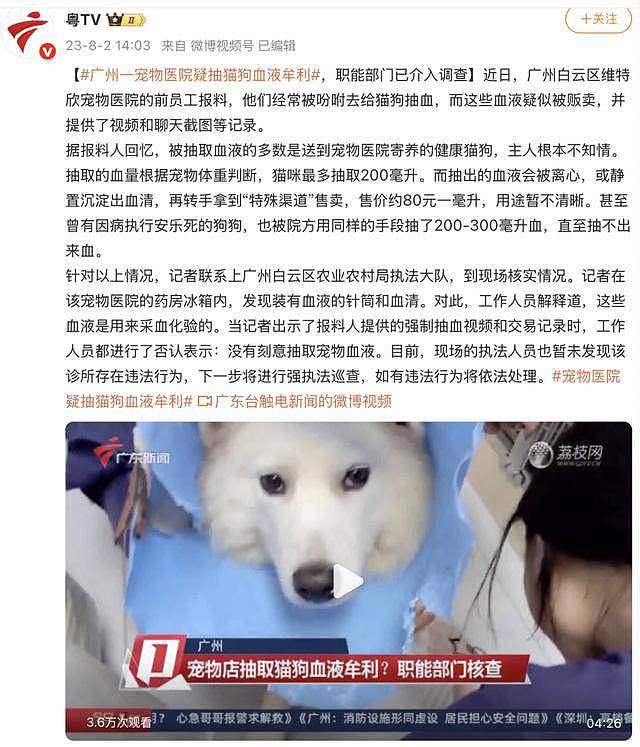触目惊心！流浪猫血被抽干，每袋卖800元！（组图） - 6
