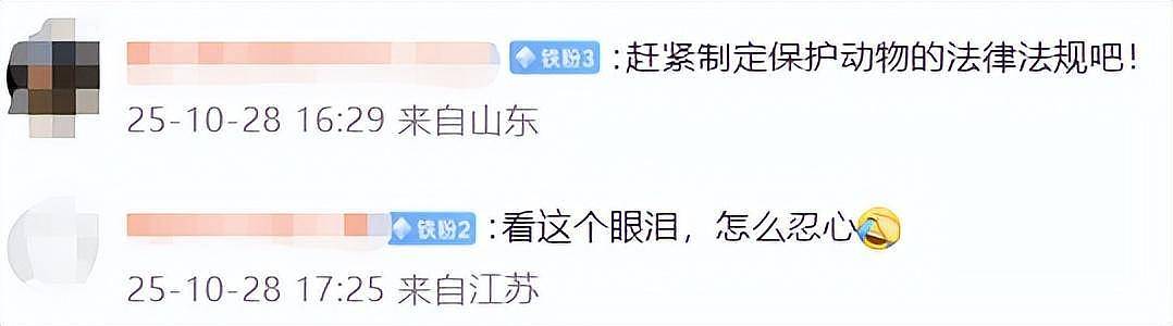 触目惊心！流浪猫血被抽干，每袋卖800元！（组图） - 4