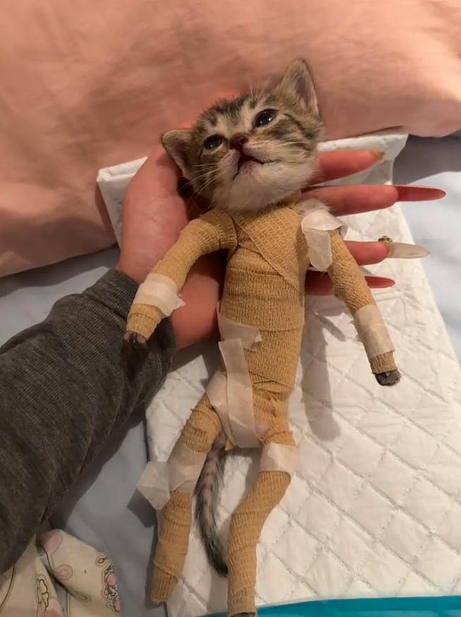 【宠物】妹子带小猫去做全身抽脂手术,瘦成猫干了?网友刚想骂,得知真相后又好笑又心疼(组图) - 7