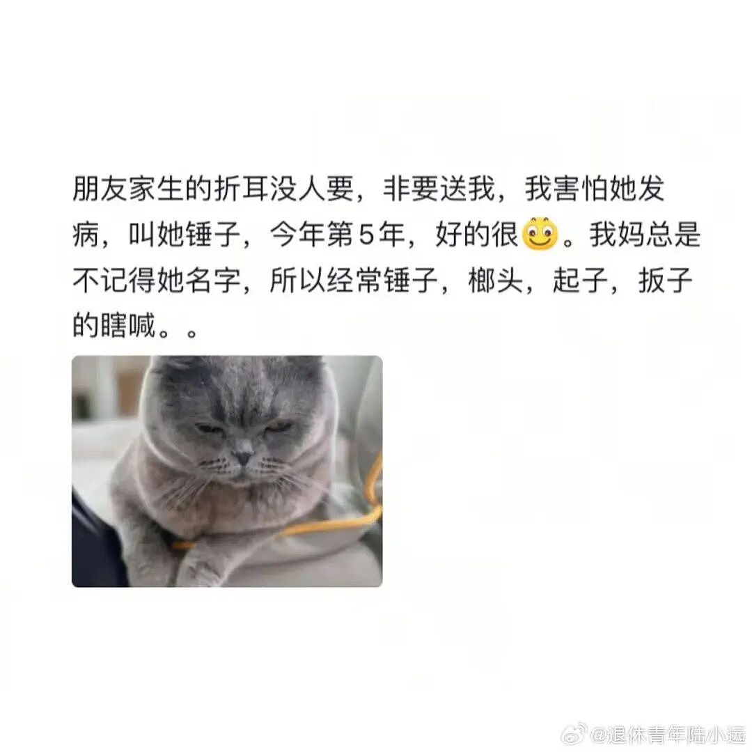 【爆笑】“给宠物乱起名字的后果......” 哈哈哈哈哈哈被网友评论笑颠过去（组图） - 12