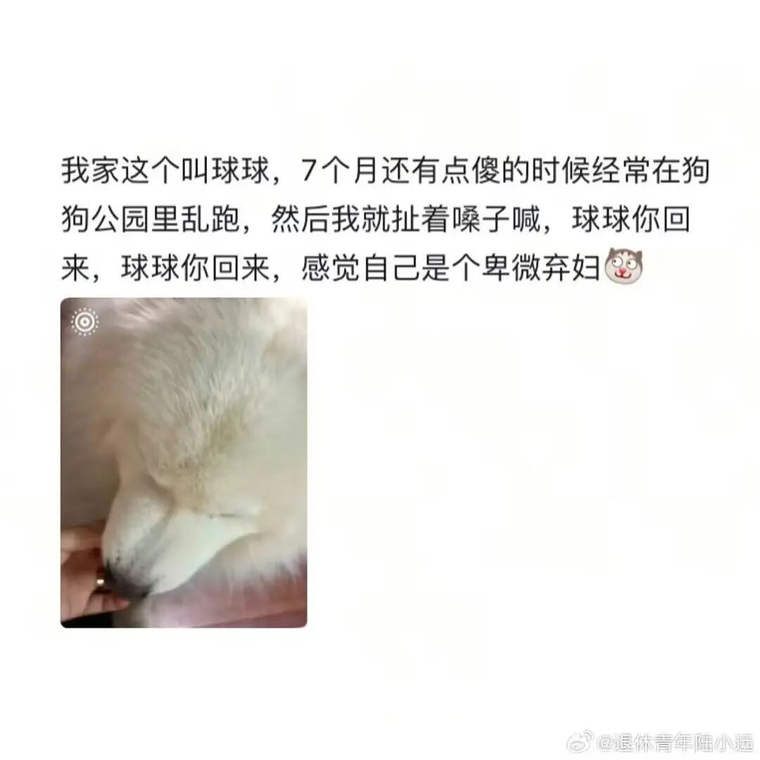 【爆笑】“给宠物乱起名字的后果......” 哈哈哈哈哈哈被网友评论笑颠过去（组图） - 11