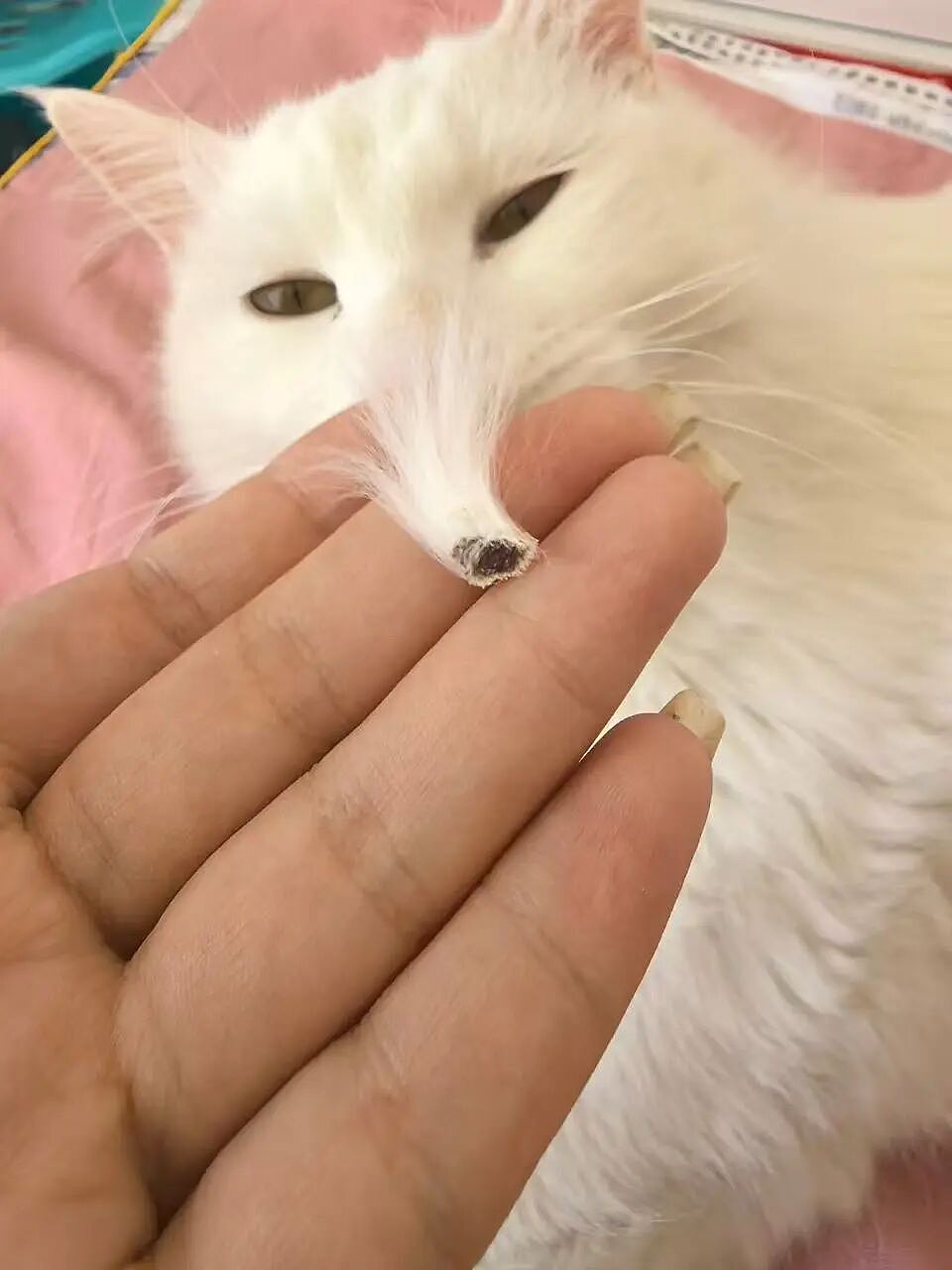 【爆笑】“给宠物乱起名字的后果......” 哈哈哈哈哈哈被网友评论笑颠过去（组图） - 48