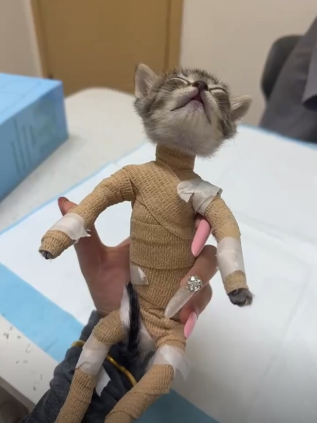 【宠物】妹子带小猫去做全身抽脂手术,瘦成猫干了?网友刚想骂,得知真相后又好笑又心疼(组图) - 5