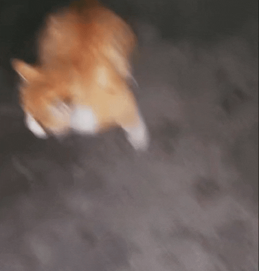 【宠物】妹子带小猫去做全身抽脂手术,瘦成猫干了?网友刚想骂,得知真相后又好笑又心疼(组图) - 9