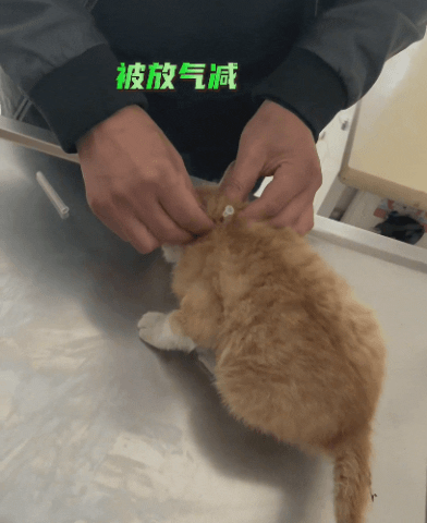 【宠物】妹子带小猫去做全身抽脂手术,瘦成猫干了?网友刚想骂,得知真相后又好笑又心疼(组图) - 10