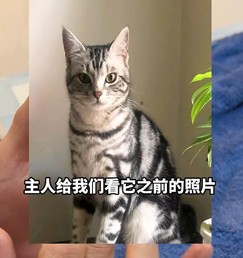 【宠物】妹子带小猫去做全身抽脂手术,瘦成猫干了?网友刚想骂,得知真相后又好笑又心疼(组图) - 12
