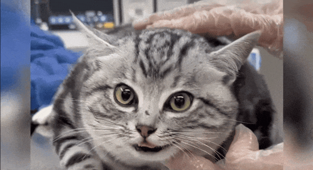 【宠物】妹子带小猫去做全身抽脂手术,瘦成猫干了?网友刚想骂,得知真相后又好笑又心疼(组图) - 11