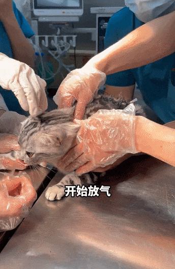 【宠物】妹子带小猫去做全身抽脂手术,瘦成猫干了?网友刚想骂,得知真相后又好笑又心疼(组图) - 13