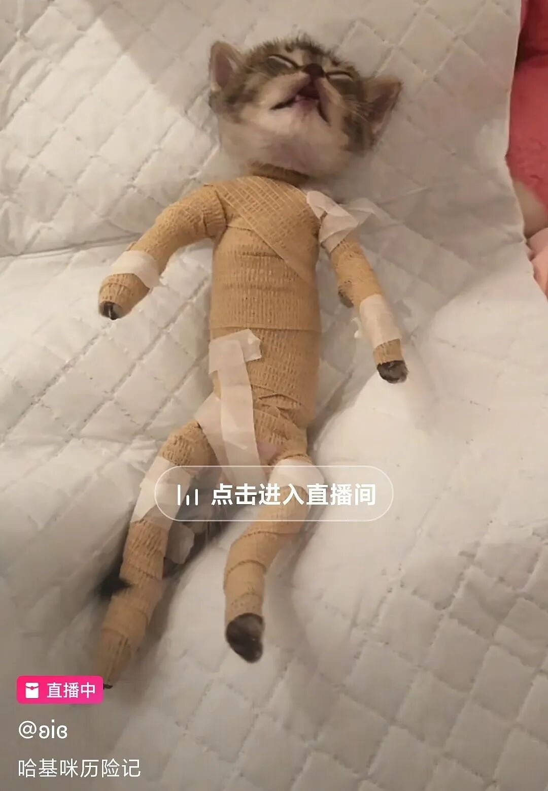 【宠物】妹子带小猫去做全身抽脂手术,瘦成猫干了?网友刚想骂,得知真相后又好笑又心疼(组图) - 8