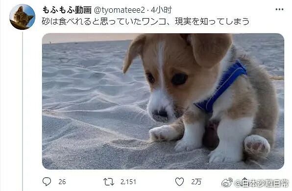 【爆笑】“给宠物乱起名字的后果......” 哈哈哈哈哈哈被网友评论笑颠过去（组图） - 66