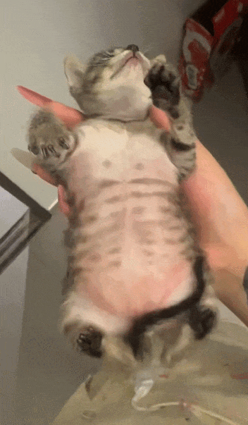 【宠物】妹子带小猫去做全身抽脂手术,瘦成猫干了?网友刚想骂,得知真相后又好笑又心疼(组图) - 2