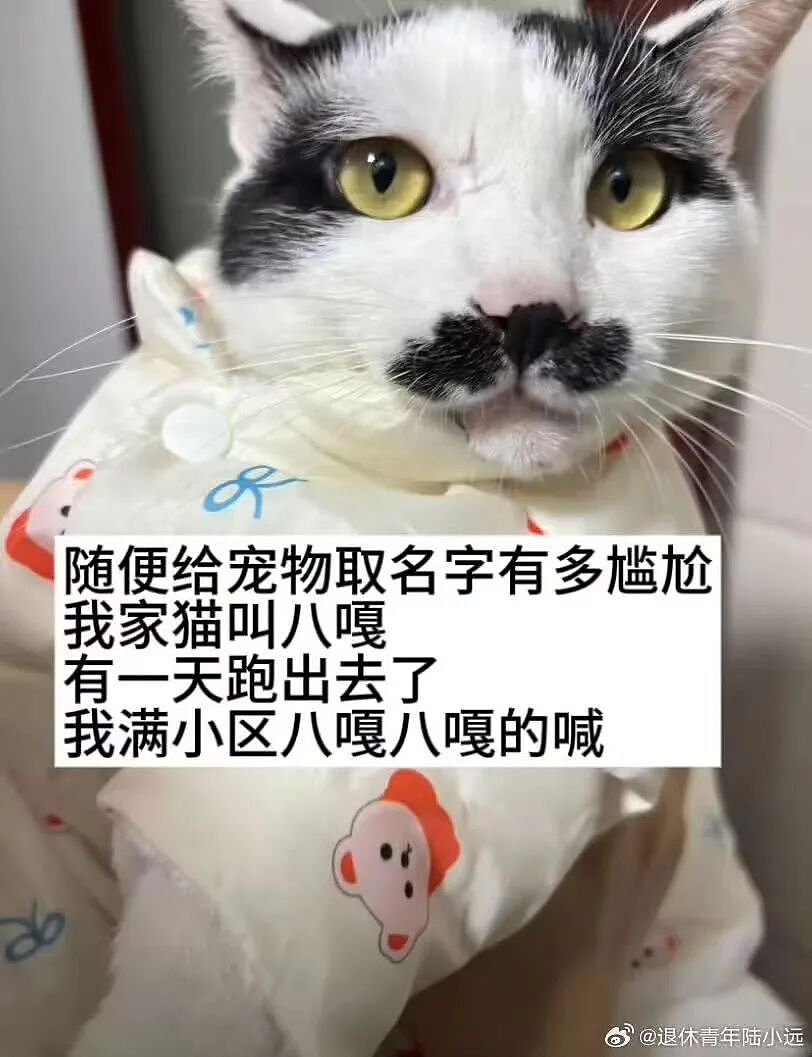 【爆笑】“给宠物乱起名字的后果......” 哈哈哈哈哈哈被网友评论笑颠过去（组图） - 4