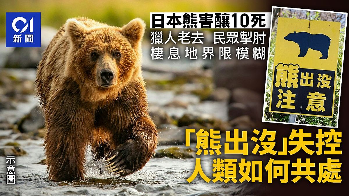 日本熊害致10死,猎人老去、民众掣肘,人熊如何毗邻而居?(组图) - 1
