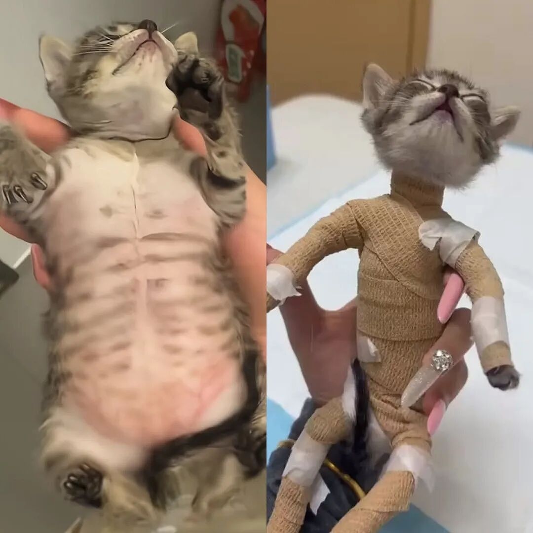 【宠物】妹子带小猫去做全身抽脂手术,瘦成猫干了?网友刚想骂,得知真相后又好笑又心疼(组图) - 1