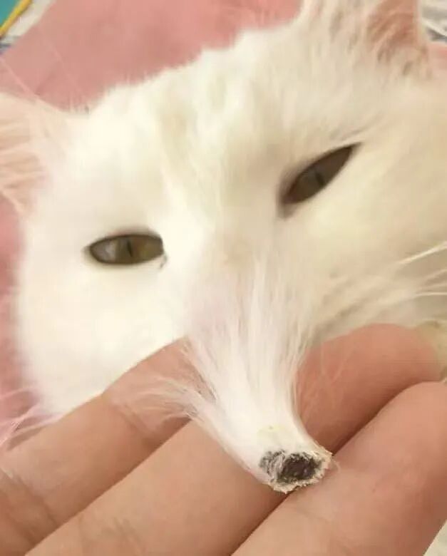 【爆笑】“给宠物乱起名字的后果......” 哈哈哈哈哈哈被网友评论笑颠过去（组图） - 47
