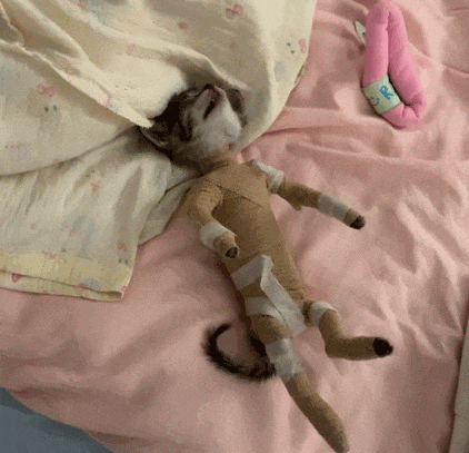 【宠物】妹子带小猫去做全身抽脂手术,瘦成猫干了?网友刚想骂,得知真相后又好笑又心疼(组图) - 6
