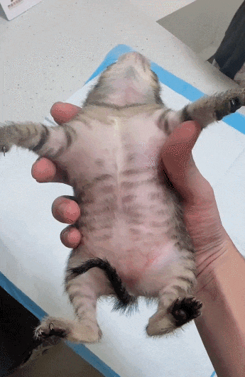 【宠物】妹子带小猫去做全身抽脂手术,瘦成猫干了?网友刚想骂,得知真相后又好笑又心疼(组图) - 4