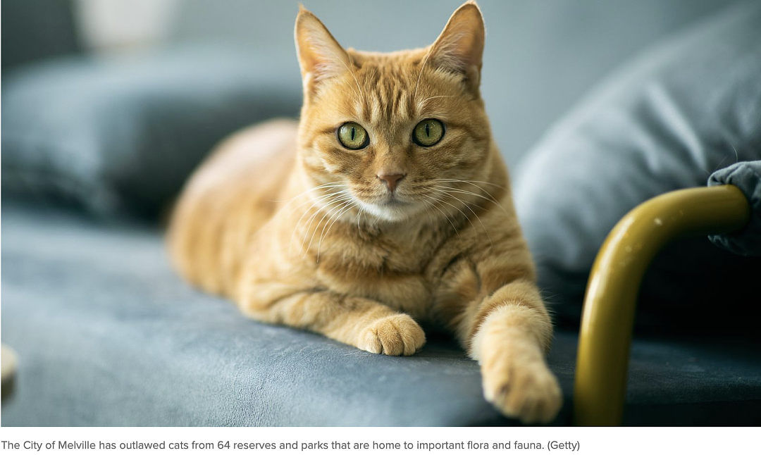 澳洲这一城市立法管猫!每户限养两只、禁入64个公园,违者罚款300澳元(组图) - 2