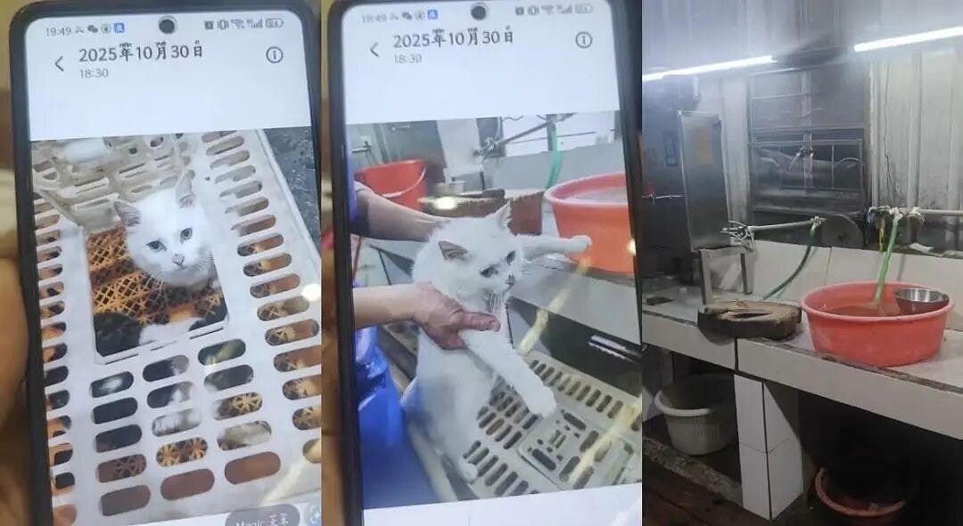 佛山私房菜馆疑宰杀活猫烹“龙虎凤”,多部门介入调查(组图) - 5