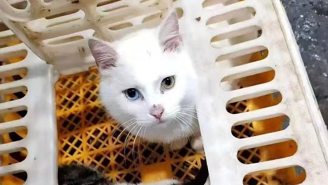 佛山私房菜馆疑宰杀活猫烹“龙虎凤”,多部门介入调查(组图) - 1