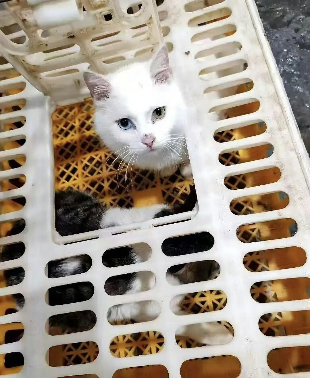 佛山私房菜馆疑宰杀活猫烹“龙虎凤”,多部门介入调查(组图) - 4