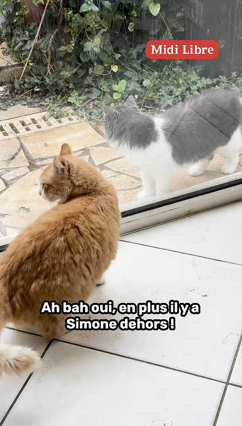 橘猫翻墙被告，主人赔上万元！这可能是法国史上最贵的“猫出行”（组图） - 6