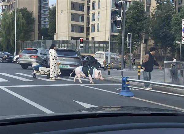 成都情侣养130斤大白猪，餐食顶配还有衣帽间！网叹：过得比人好（组图） - 3
