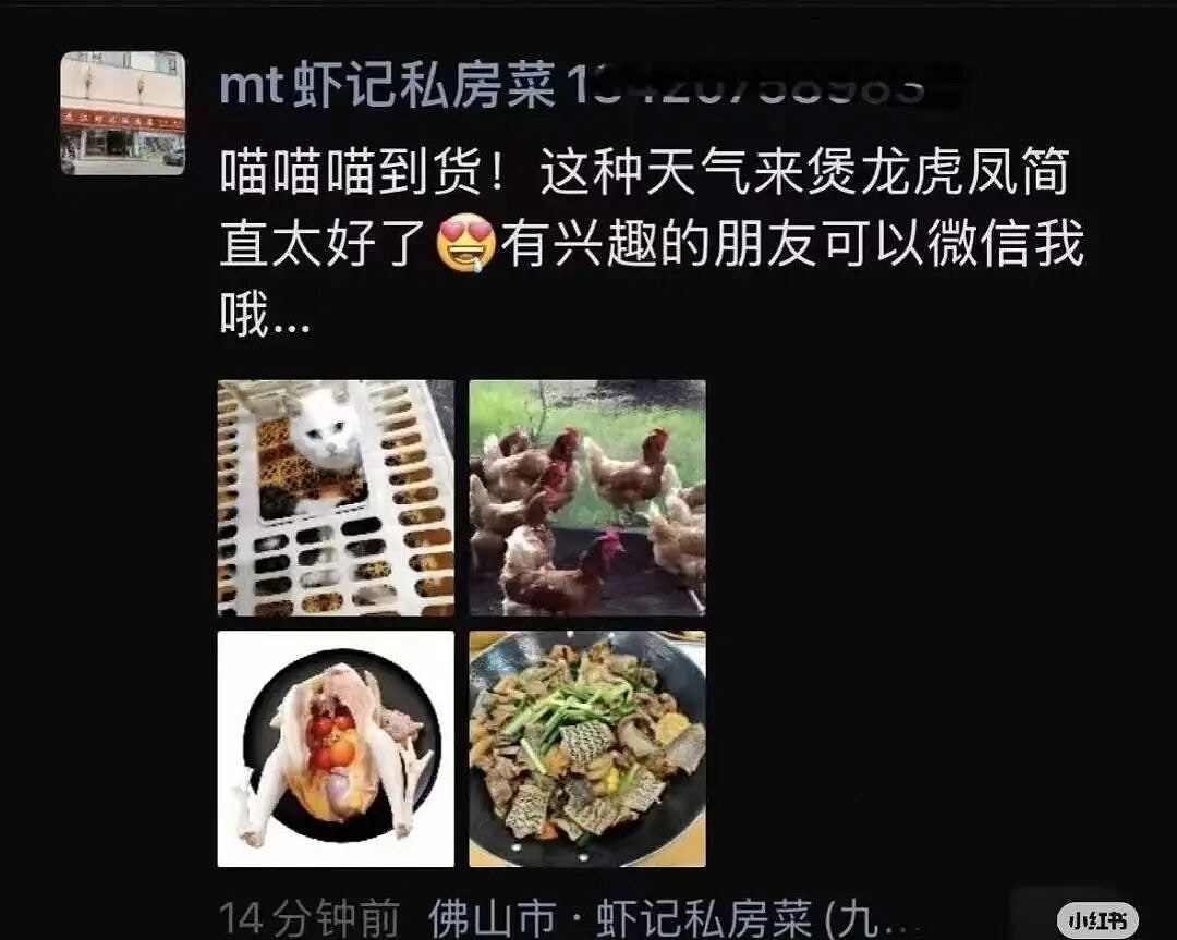 佛山私房菜馆疑宰杀活猫烹“龙虎凤”,多部门介入调查(组图) - 2