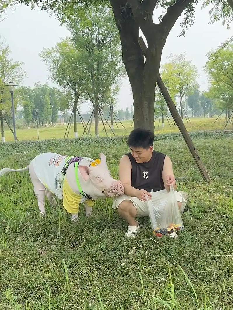 成都情侣养130斤大白猪，餐食顶配还有衣帽间！网叹：过得比人好（组图） - 2