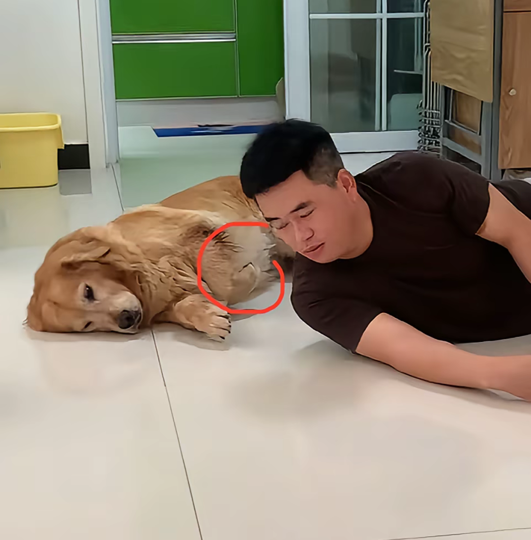 【宠物】网友头被路障卡住了拿不下来,狗子以为她和自己玩游戏…狗子开心到跳脚:到我了(组图) - 10