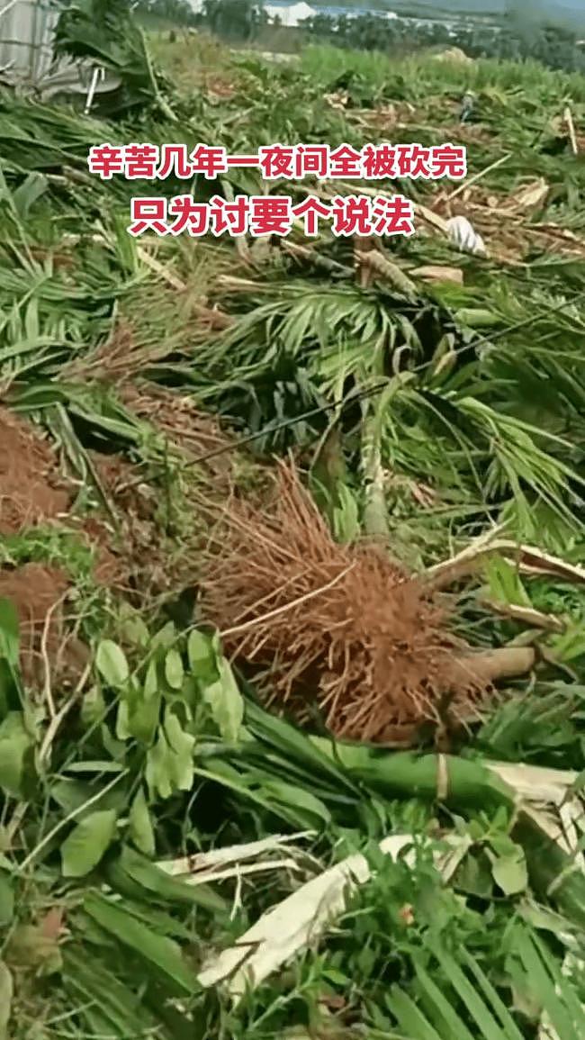 海南农民爆发大规模示威！网传警方一度鸣枪驱散（视频/组图） - 4