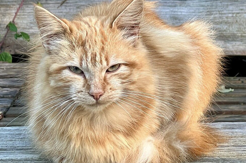 橘猫翻墙被告主人赔1250欧元，法国史上最贵猫出行（组图） - 2