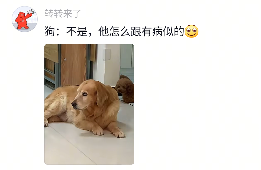 【宠物】网友头被路障卡住了拿不下来,狗子以为她和自己玩游戏…狗子开心到跳脚:到我了(组图) - 13