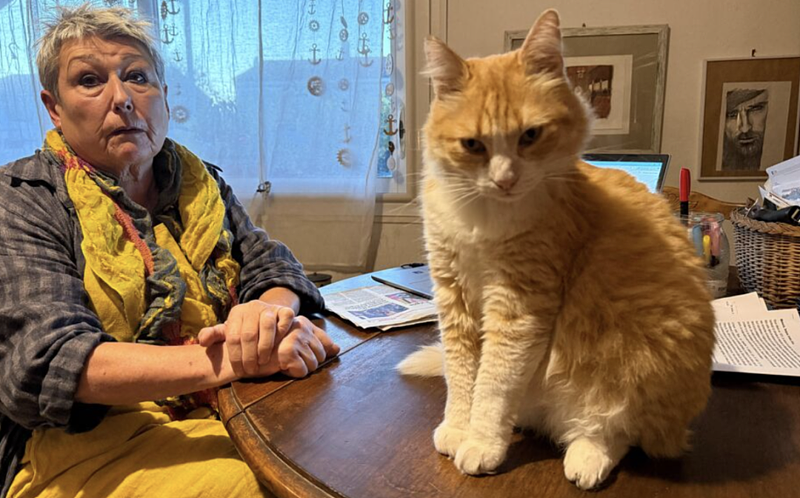 橘猫翻墙被告主人赔1250欧元，法国史上最贵猫出行（组图） - 1