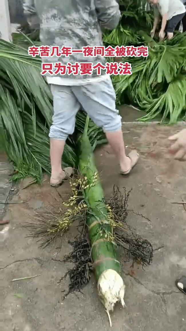 海南农民爆发大规模示威！网传警方一度鸣枪驱散（视频/组图） - 2