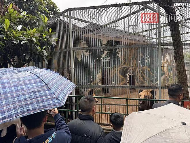 “史上最寒酸”的凯里动物园收到大量捐款，70岁园长喊话爱心网友：别捐了，我们现在有能力把动物养好（组图） - 4