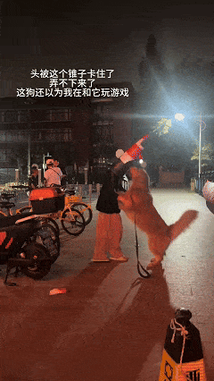 【宠物】网友头被路障卡住了拿不下来,狗子以为她和自己玩游戏…狗子开心到跳脚:到我了(组图) - 1