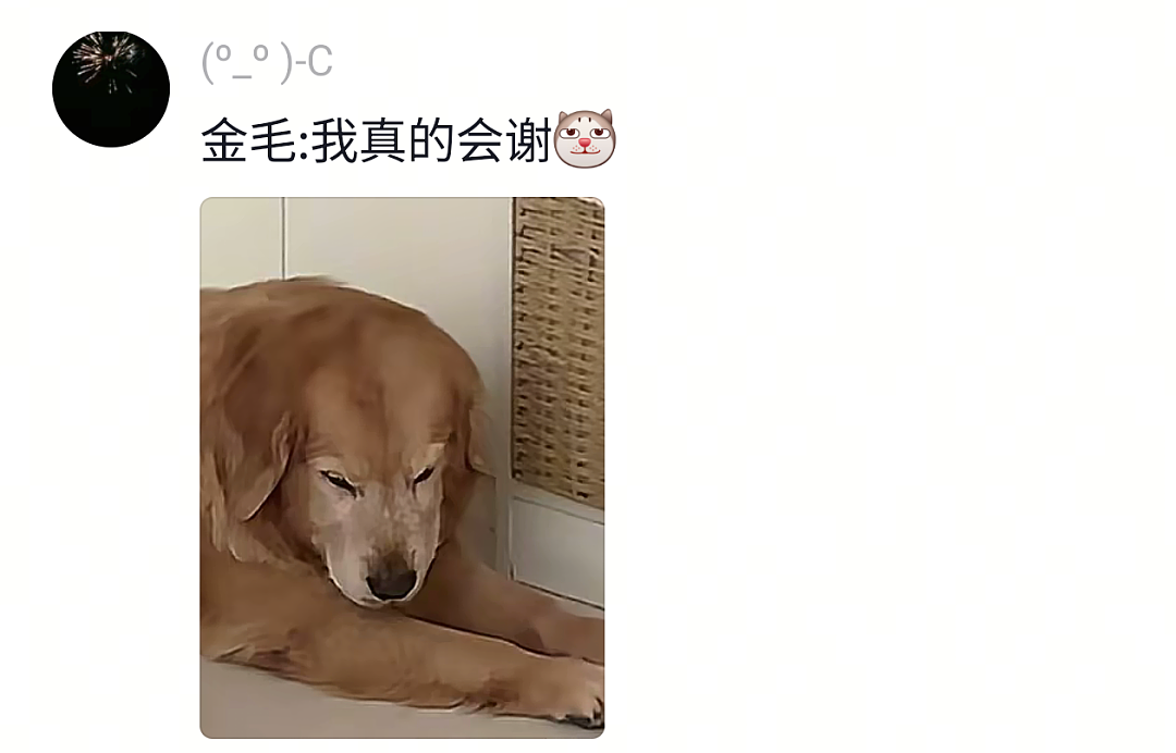 【宠物】网友头被路障卡住了拿不下来,狗子以为她和自己玩游戏…狗子开心到跳脚:到我了(组图) - 14