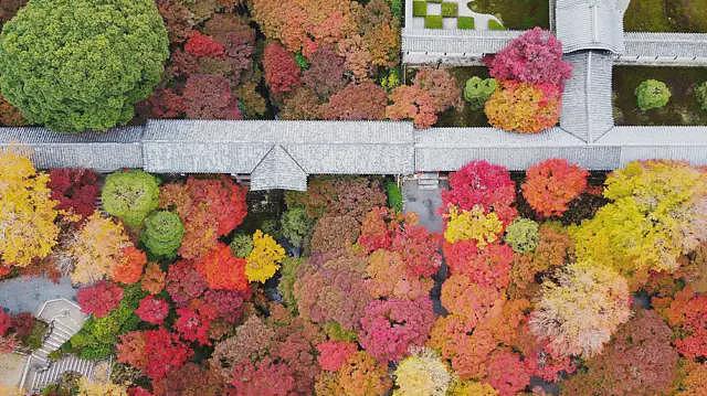秋叶变色的奥秘:防晒还是防虫(组图) - 1