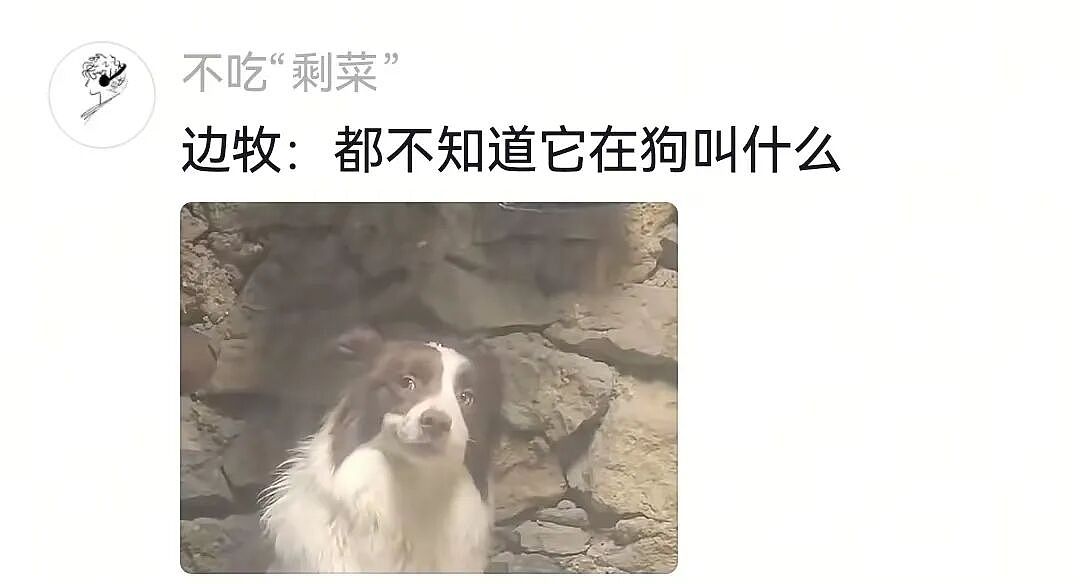 【宠物】杜宾冲边牧大吼大叫，边牧非但不生气，还露出个神秘微笑：再嚷嚷就把你骗出去卖了（组图） - 5