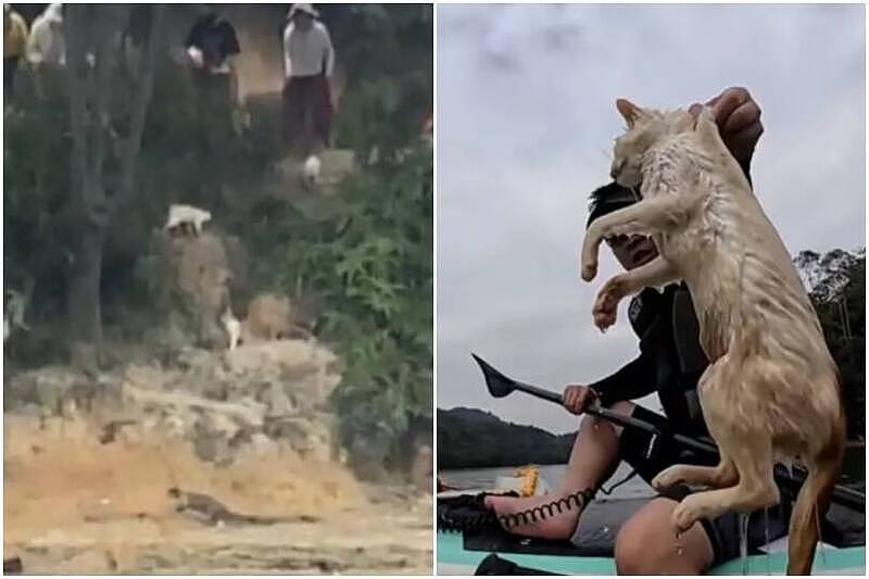想行善却害命？中国水库“放生大量野猫”吓到跳水溺毙（视频/组图） - 1