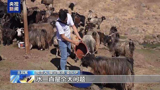 土耳其月薪两三万招不到放羊人：与世隔绝，非常孤独（组图） - 1