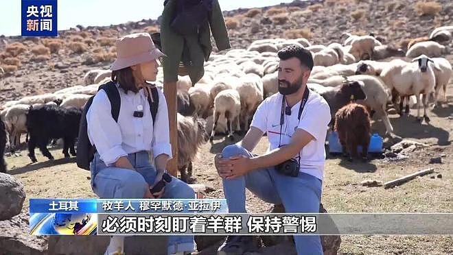 土耳其月薪两三万招不到放羊人：与世隔绝，非常孤独（组图） - 2