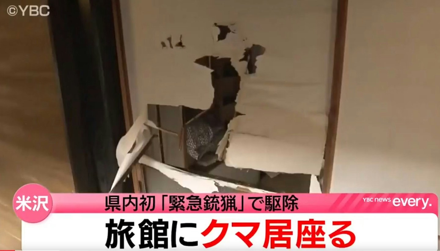 日本熊灾:山形县温泉旅馆遭熊闯入,北海道棕熊冲撞车辆(视频/组图) - 1