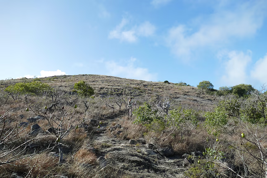 惨!澳洲贵妇坐豪华邮轮被忘在无人岛,发现时人早没了……(组图) - 7