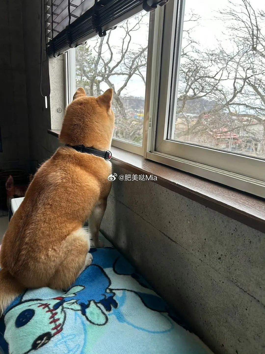 【爆笑】“网友：哪来的古风老娘啊！” 哈哈哈哈哈被网友评论笑晕过去（组图） - 11