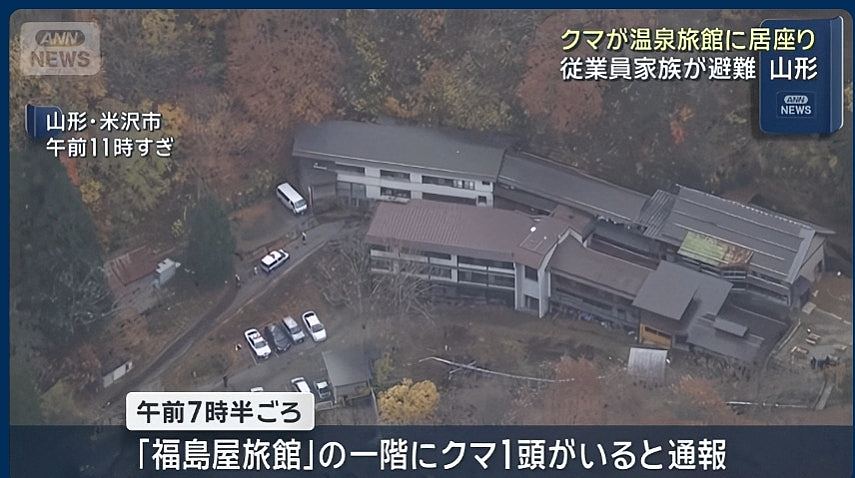 日本熊灾:山形县温泉旅馆遭熊闯入,北海道棕熊冲撞车辆(视频/组图) - 2