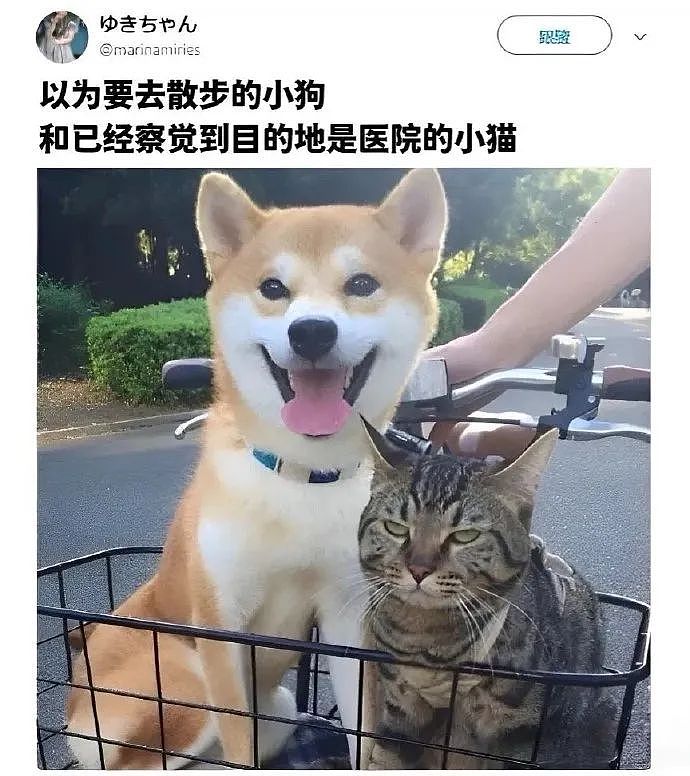 【爆笑】“表情包的出处能有多离谱？？”哈哈哈哈哈哈神经病啊！（组图） - 22